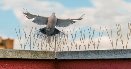 DIENST - vogelwering Diensten